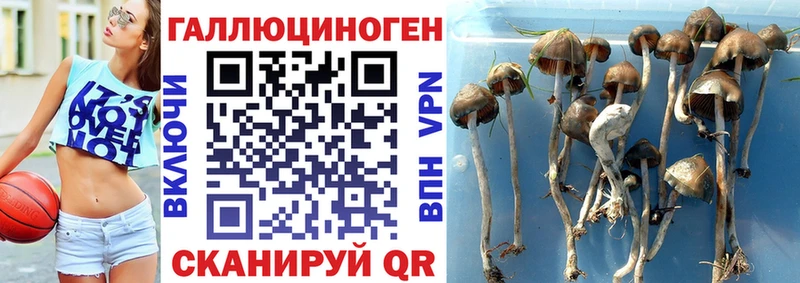 Галлюциногенные грибы Psilocybine cubensis  Кызыл 